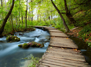 Boardwalk in the park